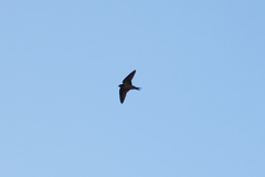 Hirundo rustica