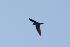 Hirundo rustica
