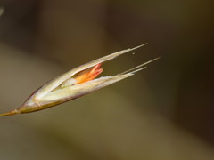 Rytidosperma setifolium
