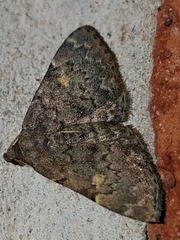 Idia diminuendis
