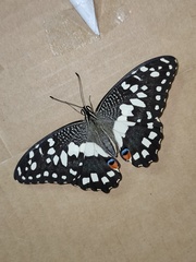 Papilio demoleus