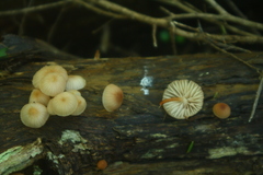 Mycena parsonsii