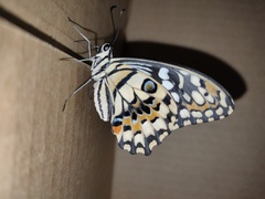 Papilio demoleus