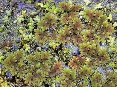 Azolla microphylla