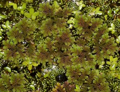 Azolla microphylla
