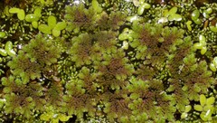 Azolla microphylla