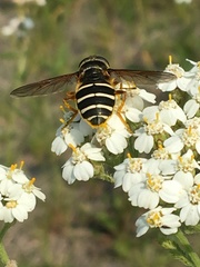 Sericomyia nigra