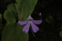 Impatiens acaulis
