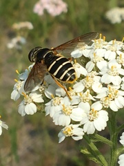 Sericomyia nigra
