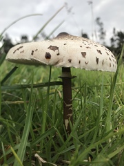 Macrolepiota colombiana