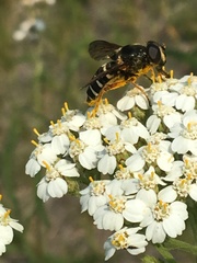 Sericomyia nigra