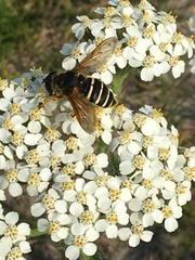 Sericomyia nigra