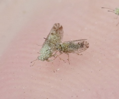 Craspedolepta martini