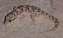 Phyllodactylus nocticolus