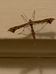 Amblyptilia pica