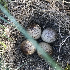 Bartramia longicauda