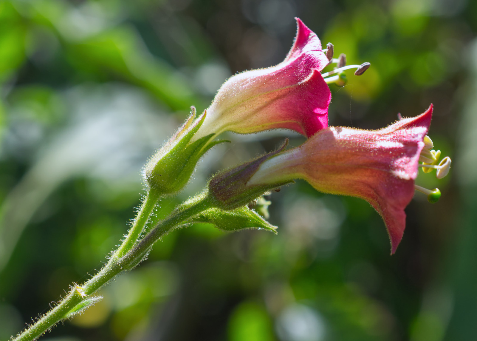 Nicotiana tomentosa
