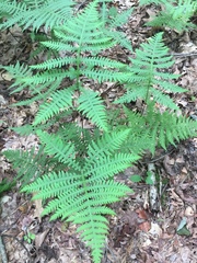 Phegopteris