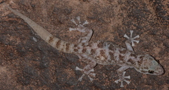 Phyllodactylus nocticolus