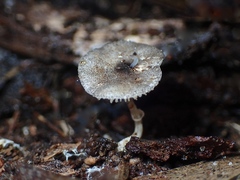 Lepiota fuliginosa