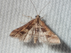 Diasemia accalis
