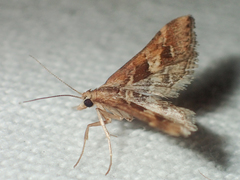 Diasemia accalis