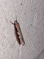 Leptocroca sanguinolenta