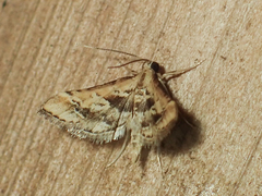 Diasemia accalis