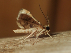 Diasemia accalis