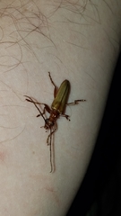 Centrodera decolorata