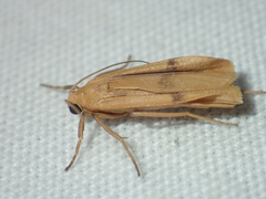 Macohasa tetraspila