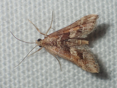 Diasemia accalis