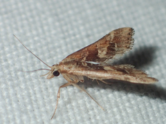 Diasemia accalis