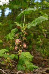 Ribes acerifolium