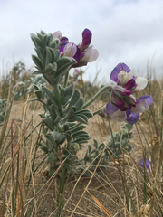 Lupinus tidestromii