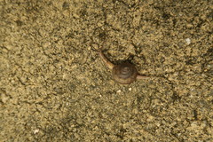 Gastropoda