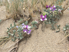 Lupinus tidestromii