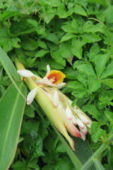 Alpinia zerumbet