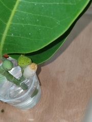 Graphium agamemnon agamemnon