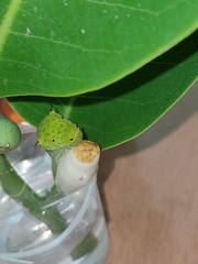 Graphium agamemnon agamemnon