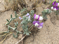 Lupinus tidestromii