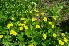 Potentilla flabellifolia