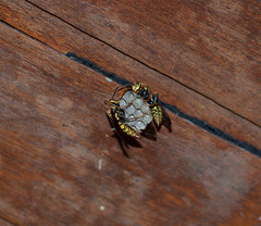 Polistes myersi