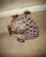 Polistes myersi