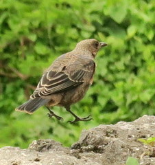 Monticola solitarius