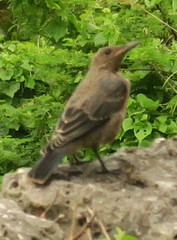 Monticola solitarius