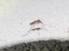Aedes canadensis canadensis