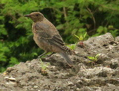 Monticola solitarius