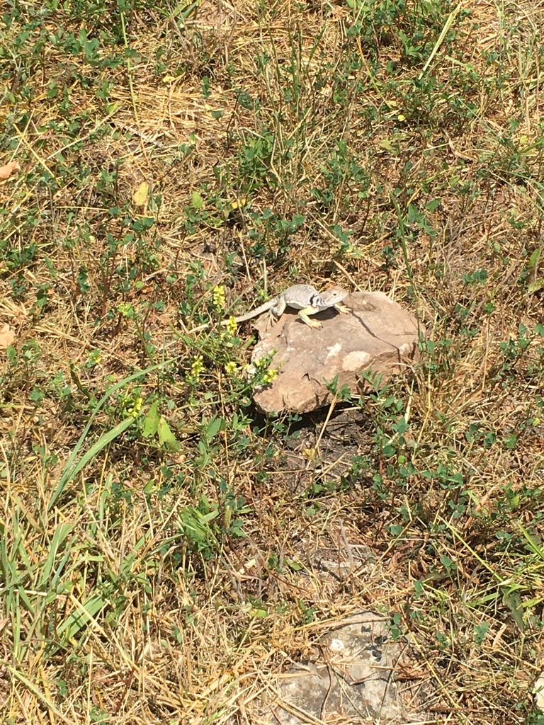 Eastern Collared Lizard from Kansas, US on June 18, 2020 at 0107 PM by