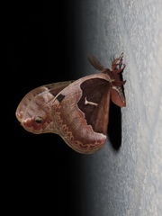 Callosamia angulifera